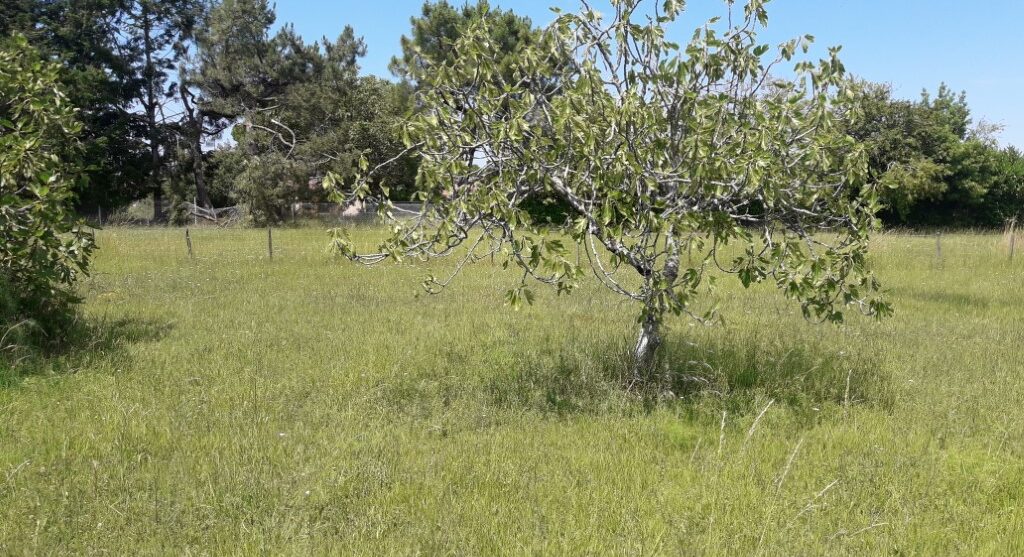 Terrain constructible Capian (Gironde 33)