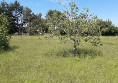 Terrain constructible Capian  (Gironde 33)