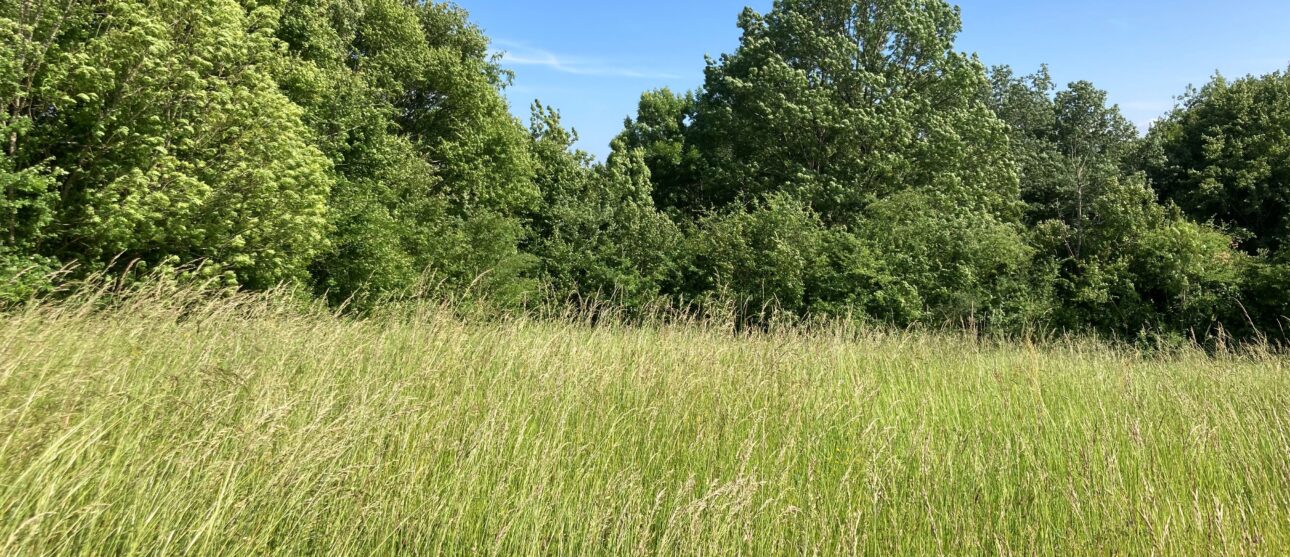 Terrain constructible Mirambeau  (Charente-maritime 17)