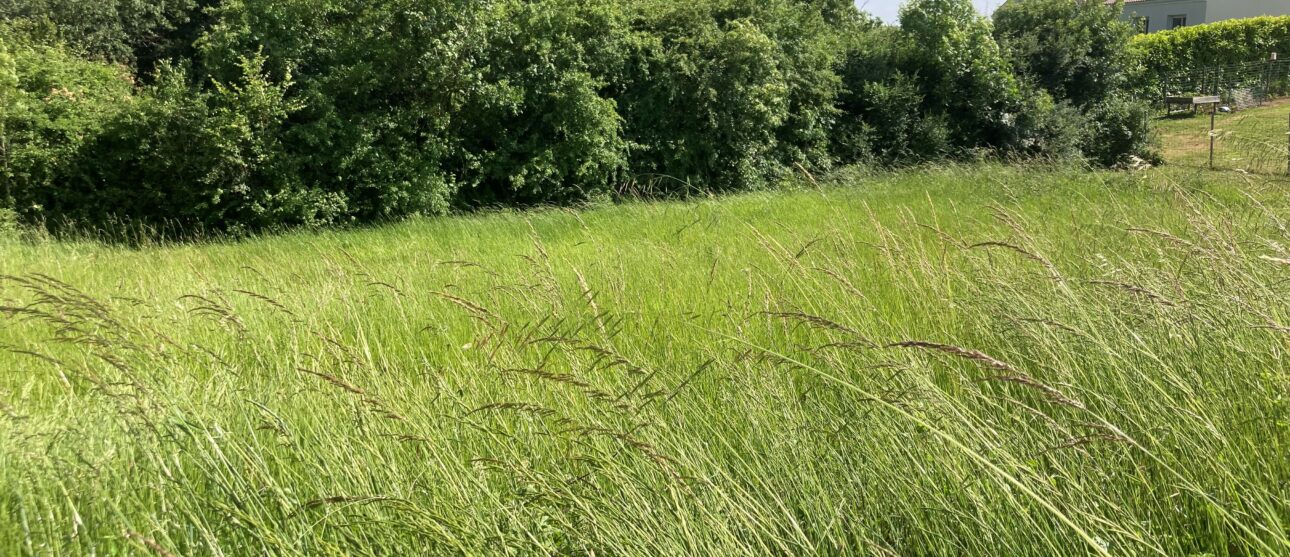 Terrain constructible Mirambeau  (Charente-maritime 17)