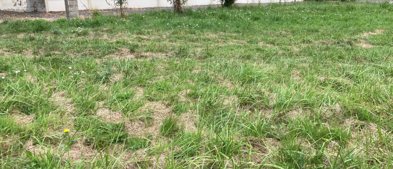 Terrain constructible Gauriaguet  (Gironde 33)