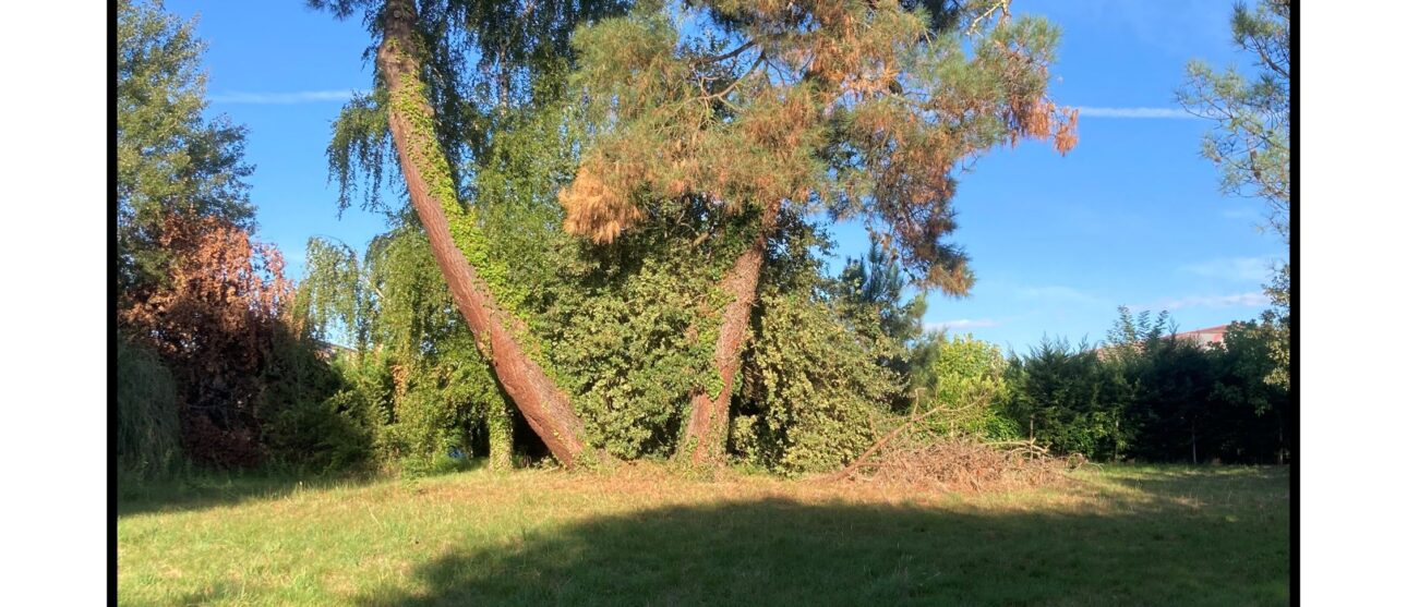 Terrain constructible Pugnac  (Gironde 33)