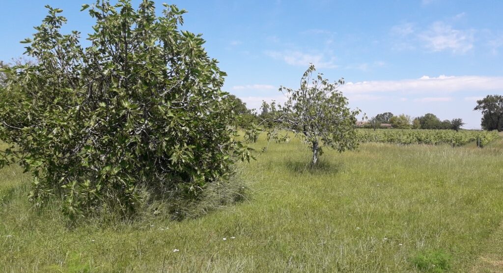 Terrain constructible Martillac  (Gironde 33)