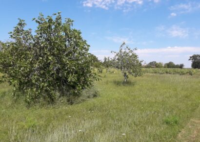 Terrain constructible Martillac (Gironde 33)