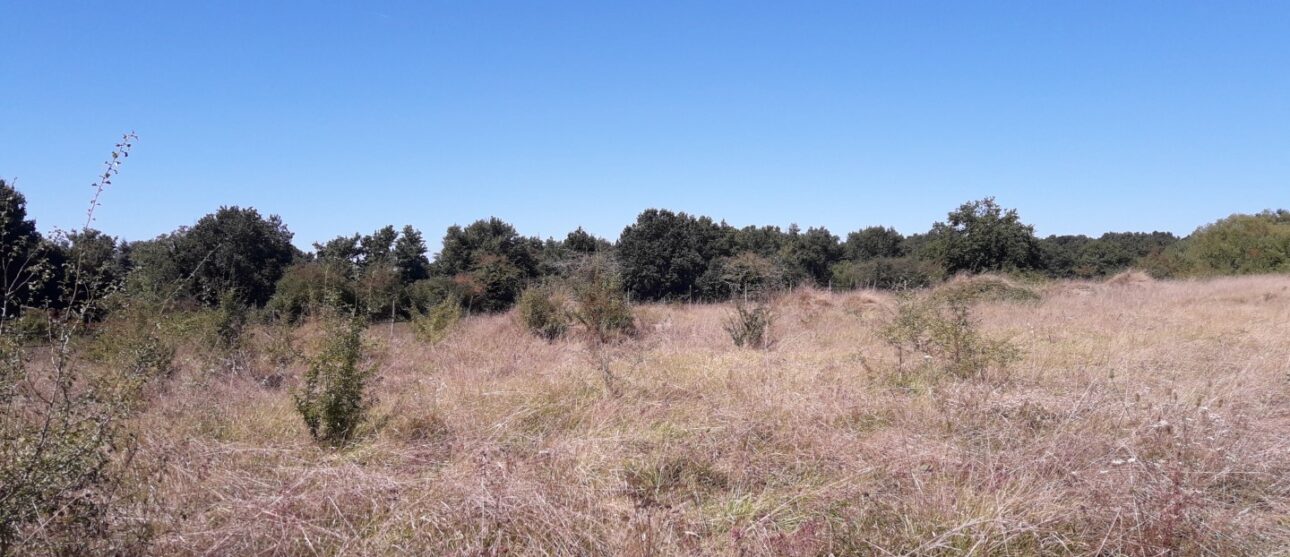 Terrain constructible Cadaujac  (Gironde 33)