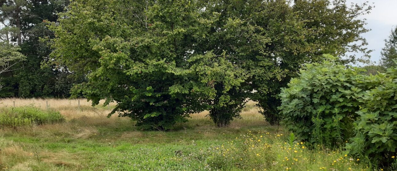 Terrain constructible Auros  (Gironde 33)