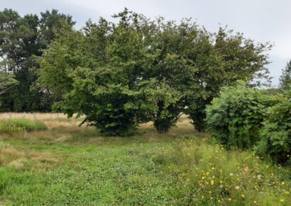 Terrain constructible Auros (Gironde 33)