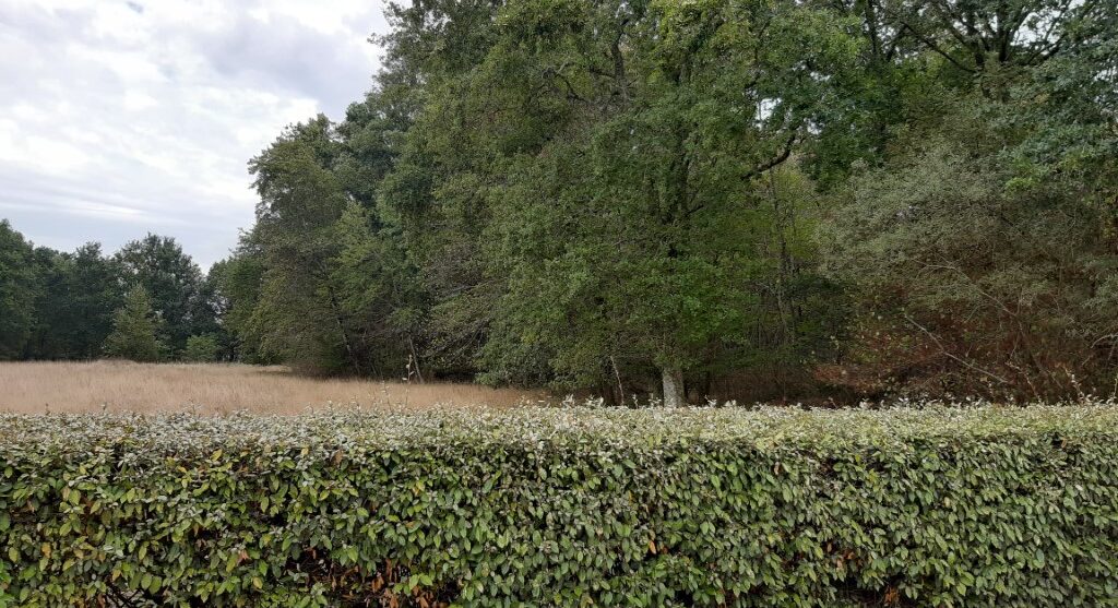 Terrain constructible Virelade  (Gironde 33)