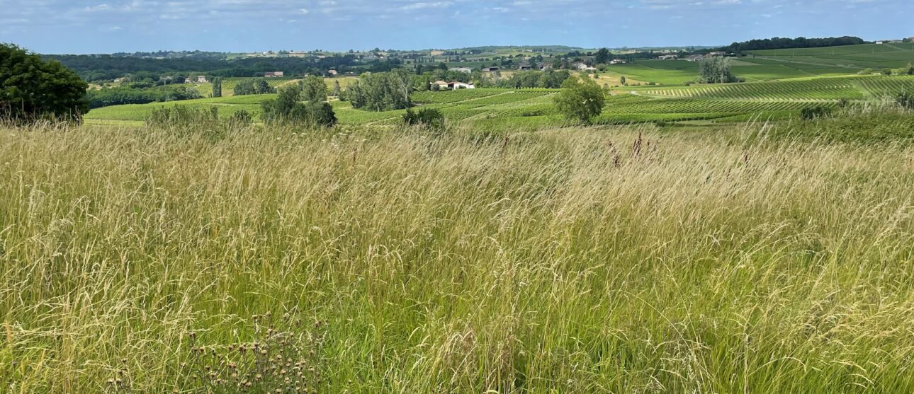 Terrain constructible Saint-maixant  (Gironde 33)